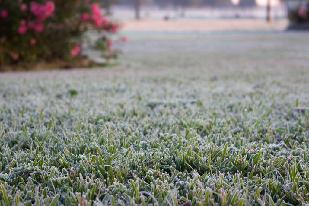 Confira dicas valiosas para o cuidado com as plantas no inverno